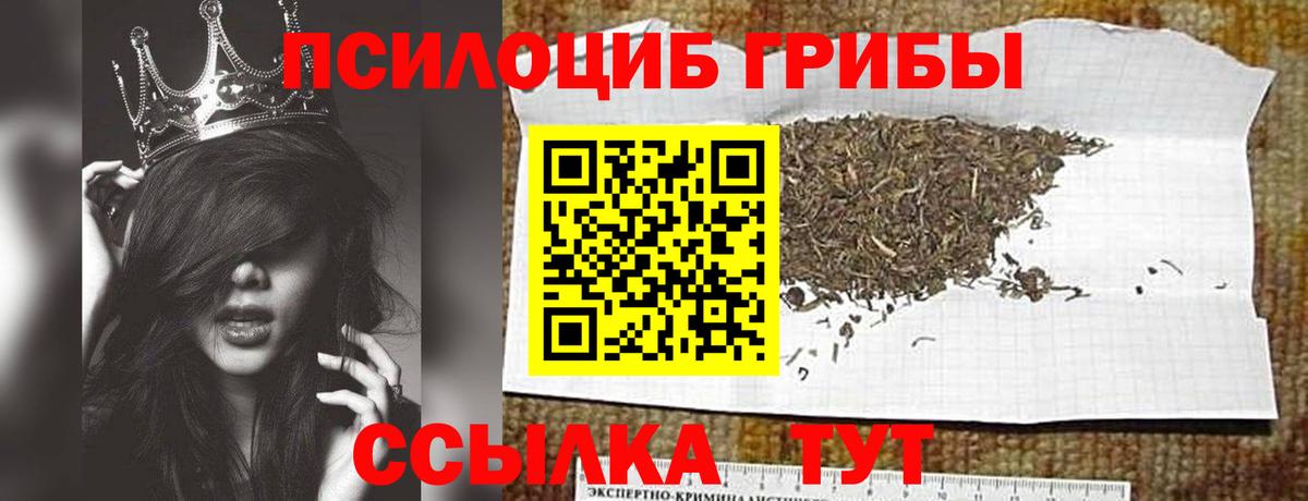 Псилоцибиновые грибы Psilocybe Новочебоксарск